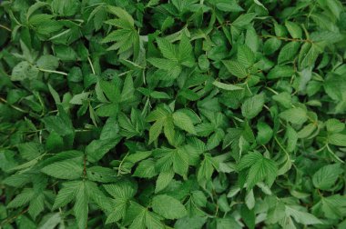 Büyük yaprakları üzerinde su damlacıkları ile yağmur sonra yeşil bitkiler.