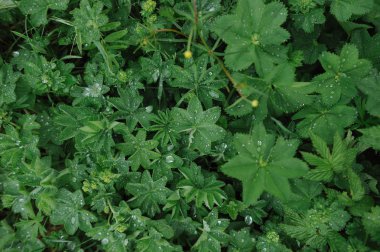 Büyük yaprakları üzerinde su damlacıkları ile yağmur sonra yeşil bitkiler.