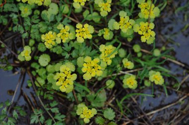 Büyük yaprakları üzerinde su damlacıkları ile yağmur sonra yeşil bitkiler.