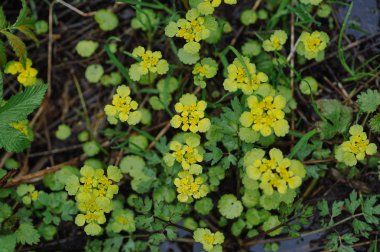 Büyük yaprakları üzerinde su damlacıkları ile yağmur sonra yeşil bitkiler.