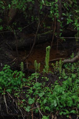 Genç fern sürgünler karlı bir Mayıs günü.