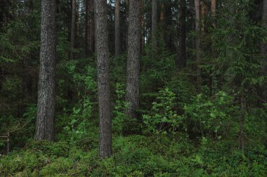 Tayga bahar doğa manzarası