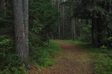 Tayga bahar doğa manzarası