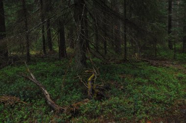 Tayga bahar doğa manzarası