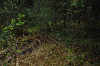 Tayga bahar doğa manzarası