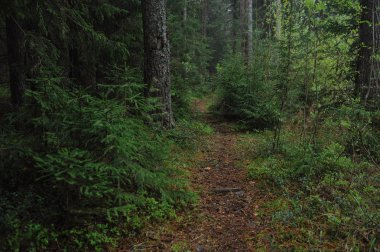 Tayga bahar doğa manzarası