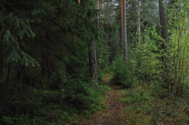 Tayga bahar doğa manzarası