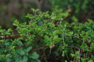 yaban mersini çalı ormanda çiçekler ile lahanası yakın çekim.