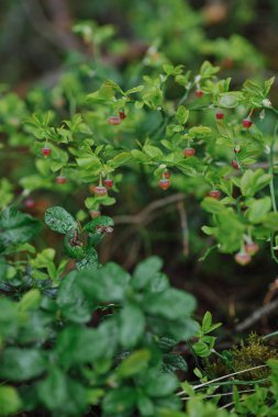 yaban mersini çalı ormanda çiçekler ile lahanası yakın çekim.