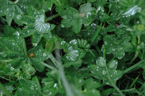 Grüne Pflanzen Nach Regen Mit Großen Wassertropfen Auf Den Blättern — Stockfoto