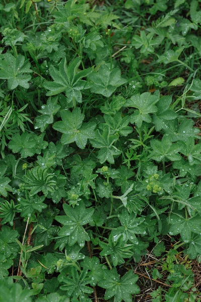 Büyük yaprakları üzerinde su damlacıkları ile yağmur sonra yeşil bitkiler.