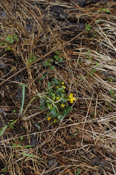 필드에 Globeflowers — 스톡 사진