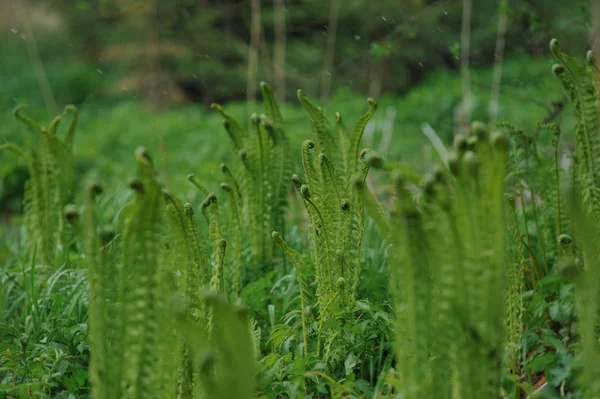 Unga Fern Skjuter Snöig Dag Maj — Stockfoto