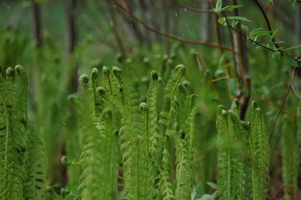 Young Fern Shoots Snowy May Day — Stock Photo, Image