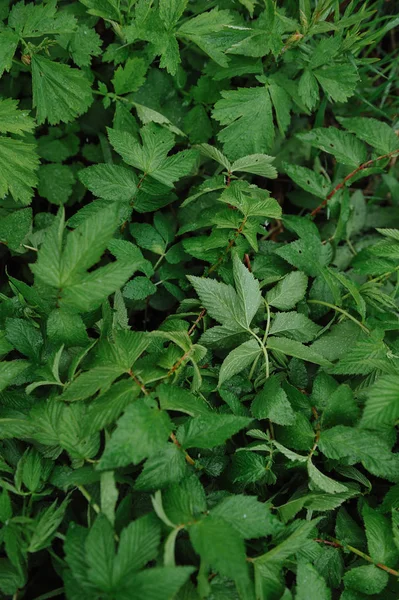 Büyük yaprakları üzerinde su damlacıkları ile yağmur sonra yeşil bitkiler.