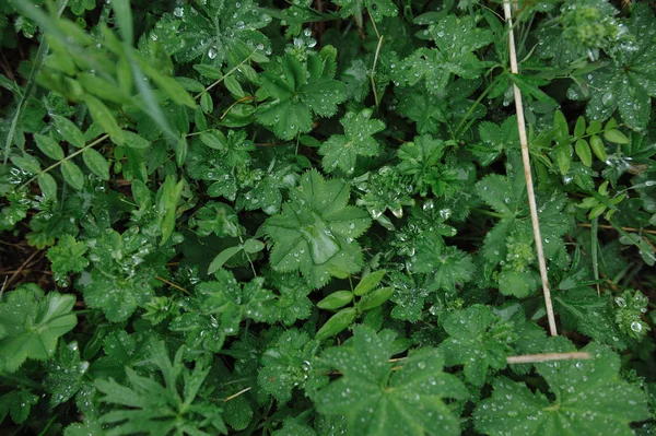 Πράσινα Φυτά Μετά Βροχή Μεγάλες Σταγόνες Του Νερού Στα Φύλλα — Φωτογραφία Αρχείου