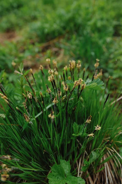 Plantas Verdes Após Chuva Com Grandes Gotas Água Nas Folhas — Fotografia de Stock