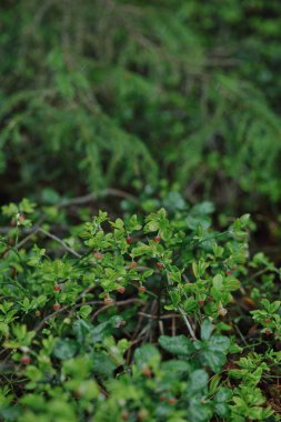 yaban mersini çalı ormanda çiçekler ile lahanası yakın çekim.