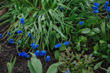 Yağmur sonrası muscari çiçek flowerbed üzerinde Kapat