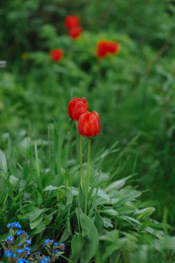 Lale çiçek yatak dağınık ışığında