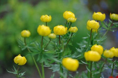 Globeflowers yeşil flowerbed üzerinde