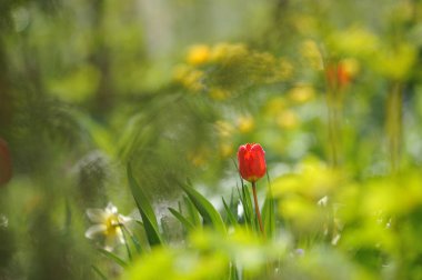 Lale flowerbed arkadan aydınlatmalı ışığında üzerinde