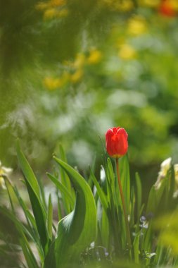 Lale flowerbed arkadan aydınlatmalı ışığında üzerinde