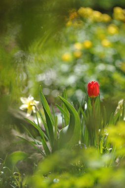 Lale flowerbed arkadan aydınlatmalı ışığında üzerinde