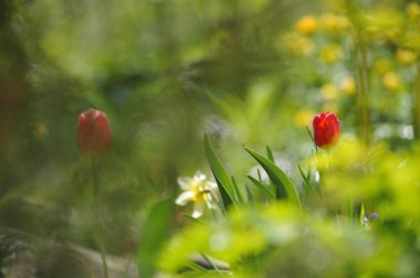 Lale flowerbed arkadan aydınlatmalı ışığında üzerinde
