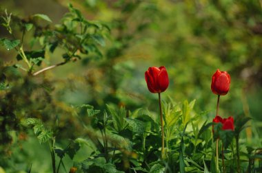 Doğrudan ışığında flowerbed üzerinde kırmızı lale