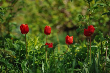 Doğrudan ışığında flowerbed üzerinde kırmızı lale