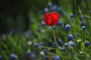 Lale flowerbed arkadan aydınlatmalı ışığında üzerinde