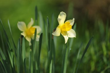 Nergis başlangıç yaz flowerbed üzerinde