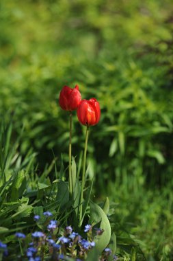 Doğrudan ışığında flowerbed üzerinde kırmızı lale