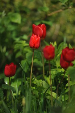 Doğrudan ışığında flowerbed üzerinde kırmızı lale