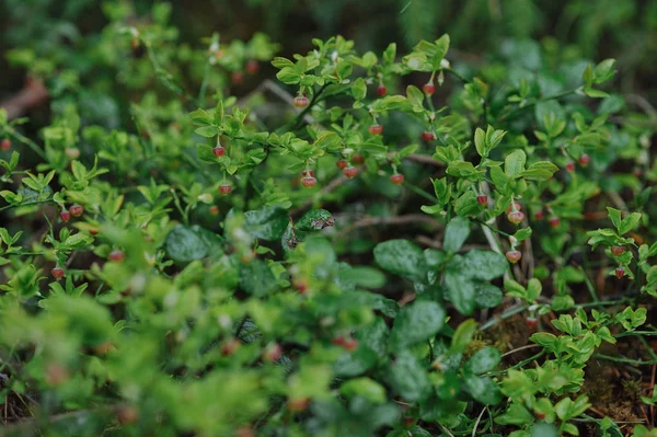 Triebe Von Blaubeersträuchern Mit Blumen Wald Aus Nächster Nähe — Stockfoto