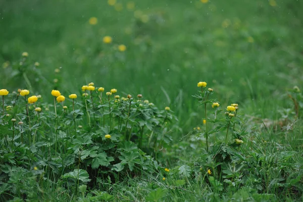 Globeflowers Sur Terrain Lors Une Chute Neige — Photo