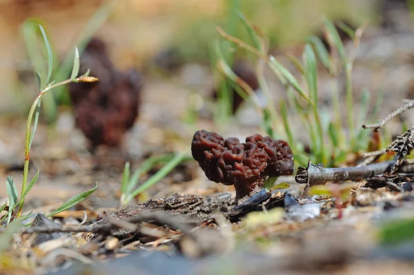 Gomba Gyromitra Közelről — Stock Fotó