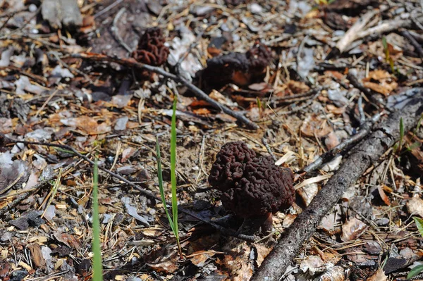 Närbild Gyromitra Svamp — Stockfoto