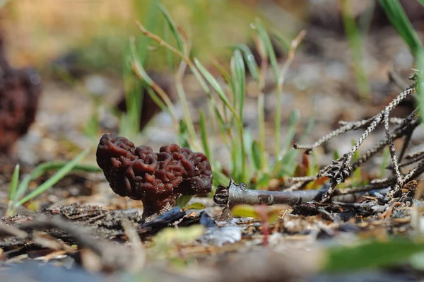 Gros Plan Sur Champignon Gyromitra — Photo