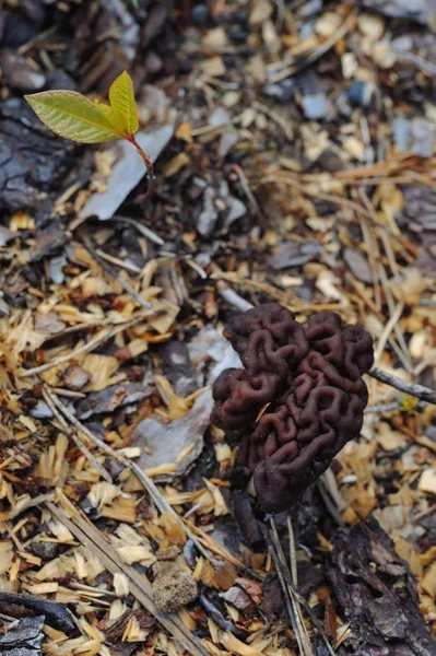 Gomba Gyromitra Közelről — Stock Fotó