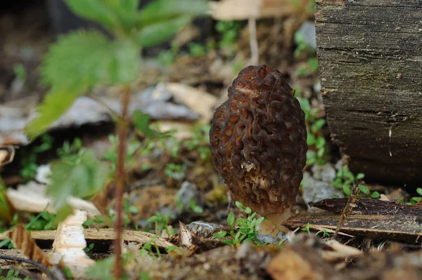 Morchella Gomba Közelről — Stock Fotó