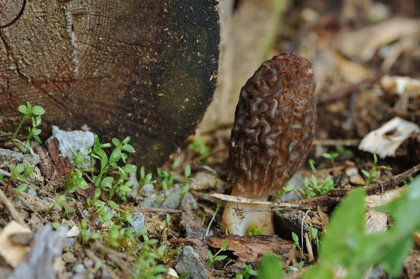 Gros Plan Sur Les Champignons Morchella — Photo