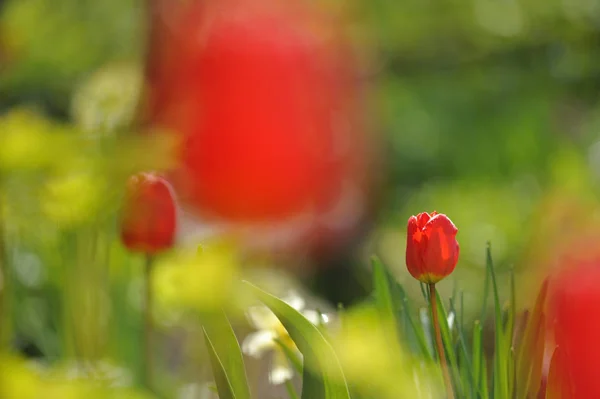 Tulpen Flowerbed Backlit Daglicht — Stockfoto