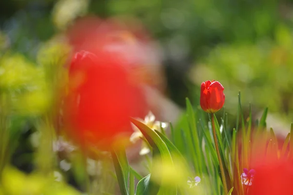 バックライト日光の下で花壇のチューリップ — ストック写真