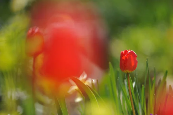 バックライト日光の下で花壇のチューリップ — ストック写真
