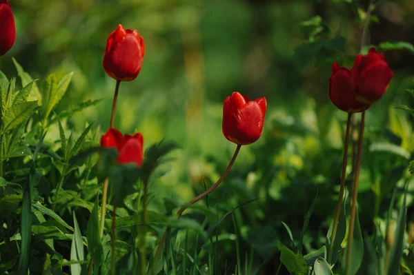 Red Tulips Flowerbed Direct Daylight — Stock Photo, Image