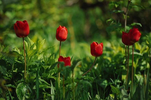 Doğrudan Işığında Flowerbed Üzerinde Kırmızı Lale — Stok fotoğraf