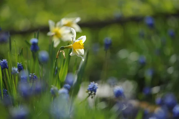 Narcissus Flowerbed Beginnig Summer — Stock Photo, Image