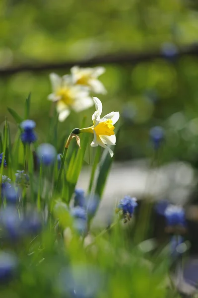 Narcissus Flowerbed Beginnig Summer — Stock Photo, Image